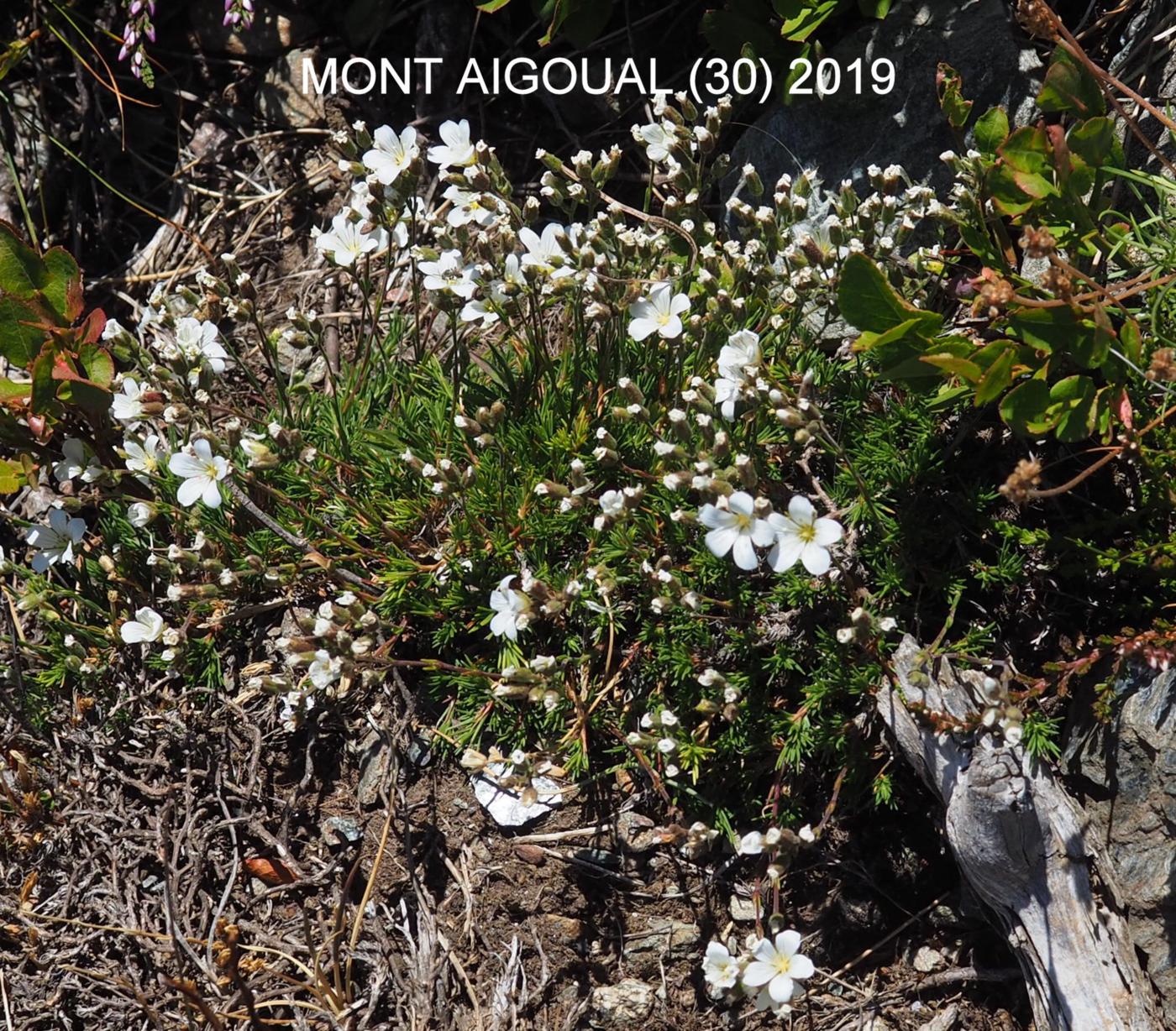 Sandwort, Diomede's plant